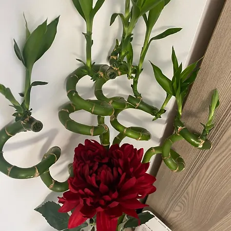 Ely Glow Decebal Piata Alba Iulia Apartmán Bukurešť